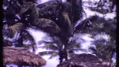 Bahamas (1969): Palm Trees In A Tropical Place