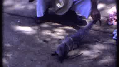 India (1969): Person With Pet Mongoose Attacks Snake On A Sunny Day