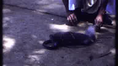 India (1969): Human Helps Weasel Caught By A Snake