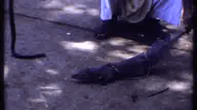 India (1969): An Animal Is Being Held Next To A Snake Then Attacks It