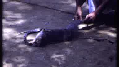 India (1969): Person With Pet Mongoose Kills A Snake On A Sunny Day