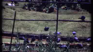 India (1969): Pigeons In The Park Walking On The Grass And Then A Scene Of An