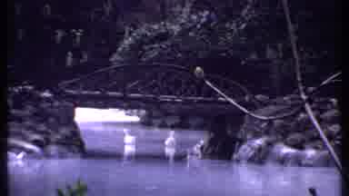 Kenya (1969): Ducks Swim In Pond Under Pedestrian Bridge In Forest Setting People