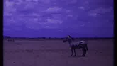 Kenya (1969): Big Savanna With Zebra Walking And Standing Around Looking Out To