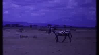 Kenya (1969): A Zebra Walks Across The Savannah Near A Watering Hole