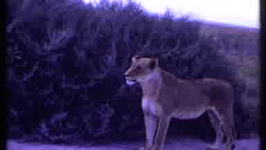 Kenya (1969): Two Lioness Looking At Each Other In The Middle Of Vast Grassland