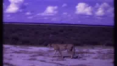 Kenya (1969): Footage Of A Leopard Watching And Preparing To Attack His Next Prey
