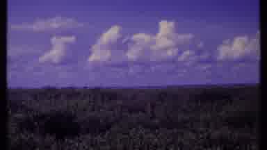 Kenya (1969): Onca Trying To Catch A Bird To Eat In A Forest