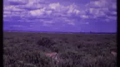 Kenya (1969): Wild Cats Walking In The Savannah Along The Coast In Africa