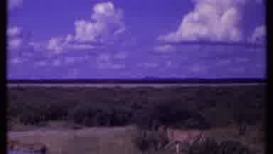Kenya (1969): Lions Walking Around A Landscape With A Beautiful Blue Sky In Full