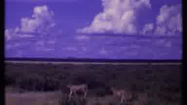 Kenya (1969): Pair Of Cheetahs Walking In Tall Grass On A Bright Sunny Day