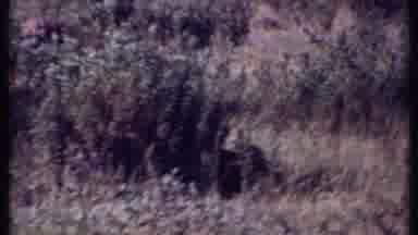 Kenya (1969): Cheetah Prowling In Savannah