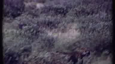 Kenya (1969): Cheetah Walking Through A Grass Field With Tall Grass