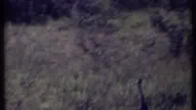 Kenya (1969): Big Cat Vs Bird