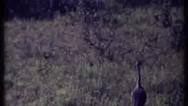 Kenya (1969): Animals Running In The Wild