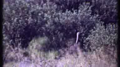Kenya (1969): Tall Grass With Ostrich Walking By Then Jaguar Walking As Well