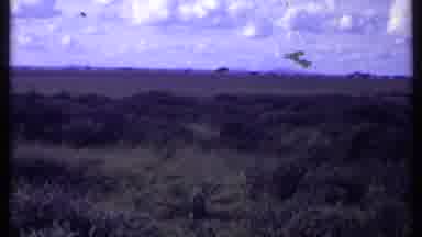 Kenya (1969): Forest Zone Totally Covered By Green Vegetation With Gigantic Trees