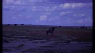 Kenya (1969): Trio Of Zebra Walking In Field On A Bright Sunny Day