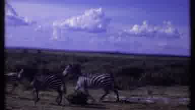 Kenya (1969): Three Beautiful Black And White Zebra Seen On A Safari In The Wild