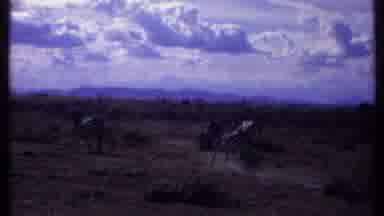 Kenya (1969): A Camera Man In Africa Showing A Herd Of Wild Zebras And Other