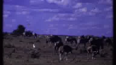 Kenya (1969): Animals Grazing On A Large Plain During A Sunny Day