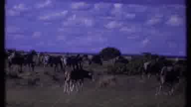 Kenya (1969): Numerous Animals Grazing On African Savannah Blue Sky Puffy White