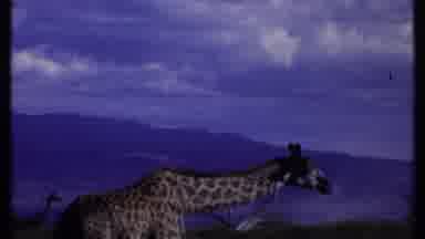 Kenya (1969): Small Herd Of Giraffe Eating On A Clear Sunny Day