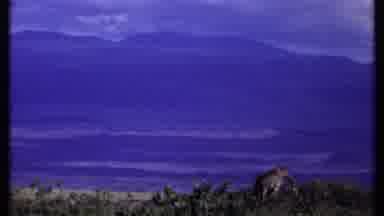 Kenya (1969): Big Savanna With Many Giraffes Eating The Grass