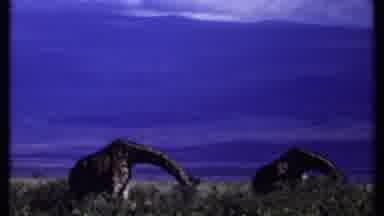 Kenya (1969): Group Of Giraffes Bending Down To Feed On Shrubbery Mountains In