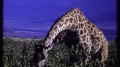 Kenya (1969): Giraffe In Its Natural Habitat Eating Leafs From Group Plants In An