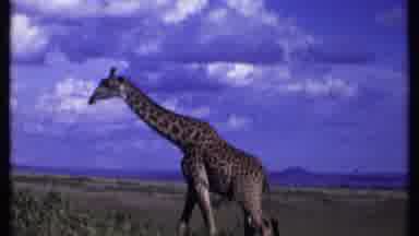Kenya (1969): Giraffe Eating From Tree Top On A Clear Sunny Day