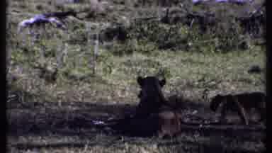 Kenya (1969): Lioness Laying On Ground And Lion Cub Roaming On Zoo Grounds Napping