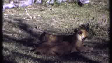 Kenya (1969): Lionesses' Wildlife Showing Their Relationship With Their Young And