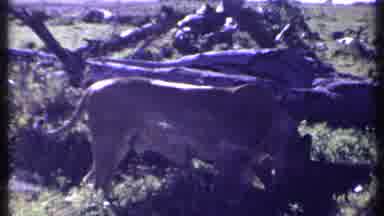 Kenya (1969): Lion Eating In The Wild Near A Tree Trunk