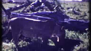 Kenya (1969): African Animals In Savannah Conditions Lioness Elephant Plants Sunny