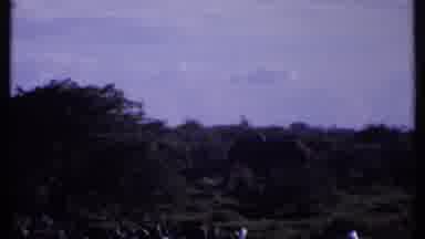 Kenya (1969): Elephant And Ostrich Grazing And Roaming Around In The Greenland