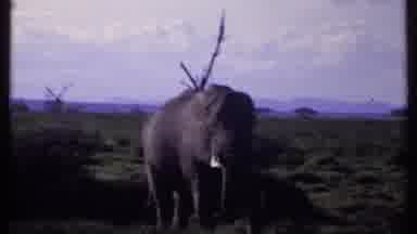 Kenya (1969): African Elephant With Tusks Standing Near Shrubs On Sunny Day White