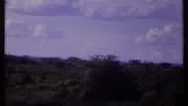 Kenya (1969): Beautiful Shot Of Nature And Trees Then Elephant Standing In The