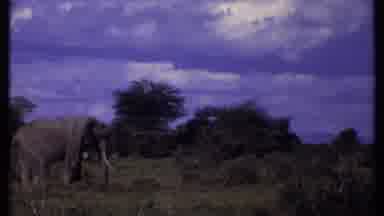 Kenya (1969): Nature Footage Consisting Of Elephants Roaming In An African Savanna
