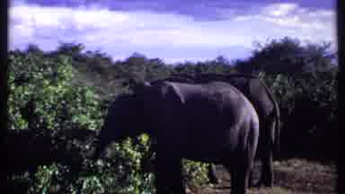 Kenya (1969): An Elephant With Ivory Tusks Is With Other Elephants Grazing On A