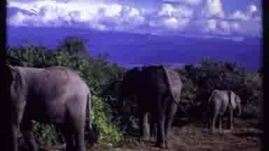 Kenya (1969): Group Of African Elephants Shrubs And Trees In Background Blue Sky