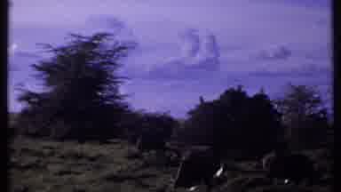 Kenya (1969): Herd Of Elephants Grazing In Tall Grass On A Clear Day