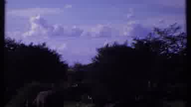Kenya (1969): Animal Walking In An Area With Little Forest Plus Some Trees