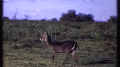 Kenya (1969): Deer Walking Around Field Then Cuts To Same Deer Eating Grass