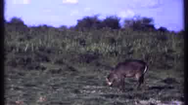 Kenya (1969): An Animal Grazes In A Field Before We See A Wide Open Plane And