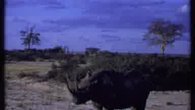 Kenya (1969): Scenes Of Rhinos In Desert Like Conditions Trees And Plants In