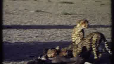 Kenya (1969): Two Rhinoceroses Followed By A Group Of Cheetahs Eating A Dead
