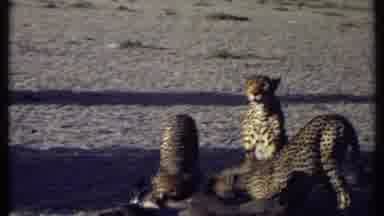 Kenya (1969): A Group Of Cheetahs Eating An Animal As One Of Them Looks Out For