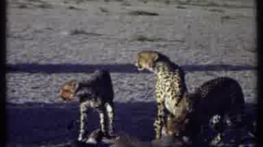 Kenya (1969): Animals Engaging In Pack Behaviours