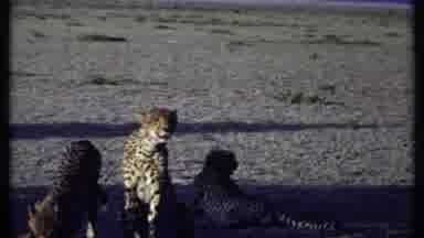 Kenya (1969): Three Cheetahs Sitting In The Shade One Stands Up To Walk Away
